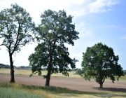 Jūratė Anankienė (Prienų J. Marcinkevičiaus viešoji biblioteka)6